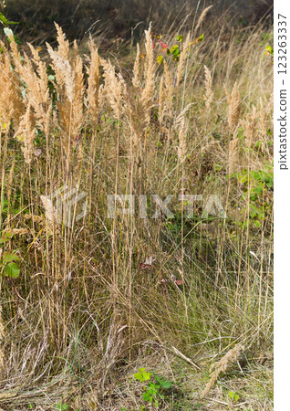 The great summer drought of 2024 which caused plants to wither. This climatic phenomenon was caused by high air temperatures and lack of rain. The great summer drought of 2024 which caused plants to wither. This climatic phenomenon was caused by high air temperatures and lack of rain. 123263337