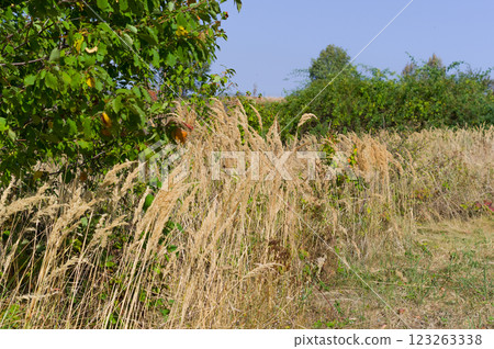 The great summer drought of 2024 which caused plants to wither. This climatic phenomenon was caused by high air temperatures and lack of rain. The great summer drought of 2024 which caused plants to wither. This climatic phenomenon was caused by high air temperatures and lack of rain. 123263338