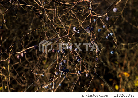 Dry branches with shriveled berries swaying gently in the sunlight, set against a blurred natural background, showcasing the beauty of autumn or winter landscapes. Dry branches with shriveled berries swaying gently in the sunlight, set against a blurred natural background, showcasing the beauty of autumn or winter landscapes. 123263383