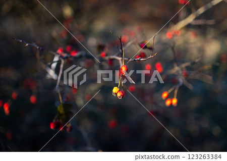 A bush with small red berries sways gently in the breeze. The blurred background highlights the natural beauty of the berries and branches, evoking a serene autumn atmosphere. A bush with small red berries sways gently in the breeze. The blurred background highlights the natural beauty of the berries and branches, evoking a serene autumn atmosphere. 123263384