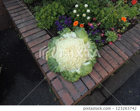 [Tokyo downtown] Flower beds and in front of Kinshicho Station on the Sobu Line 123263742