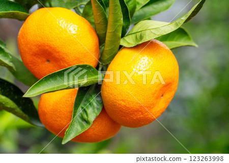 橙色的花園 123263998