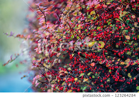 Barberry bush with red fruits, close-up 123264284