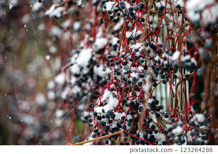 snow-covered blue berries on a tree in winter, bush with berries in the snow snow-covered blue berries on a tree in winter, bush with berries in the snow 123264286