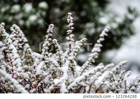 Icy branches with red berries of barberry during a snowfall 123264288