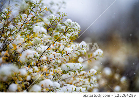 Close up view of snow covered bushes 123264289