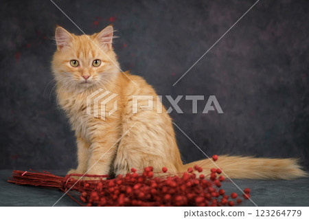 Portrait of a fluffy ginger cat. Studio shooting, dark background. 123264779