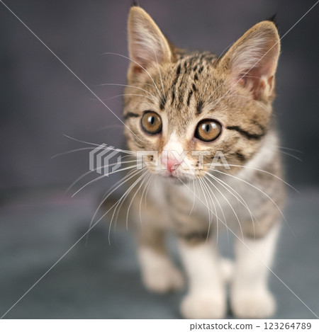 A close-up portrait of a striped kitten. Studio shooting, dark background. A close-up portrait of a striped kitten. Studio shooting, dark background. 123264789