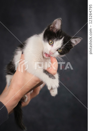 A woman's hands carefully hold a black and white kitten. The concept of trust, love and care A woman's hands carefully hold a black and white kitten. The concept of trust, love and care 123264795