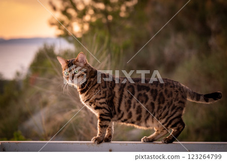 A beautiful Bengal cat walks among the rocks and grass. Pet on a walk A beautiful Bengal cat walks among the rocks and grass. Pet on a walk 123264799