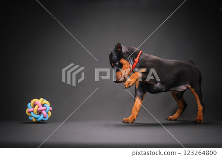 A black and tan miniature pinscher puppy plays with a multi-colored ball. A black and tan miniature pinscher puppy plays with a multi-colored ball. 123264800