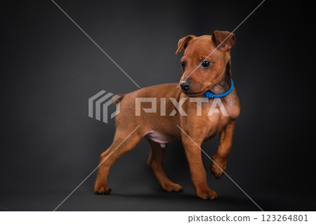 A red-haired Zwerg Pinscher puppy stands on a black background. A red-haired Zwerg Pinscher puppy stands on a black background. 123264801