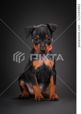 A black and tan miniature pinscher puppy is sitting on a black background. Beautiful dog, studio shooting A black and tan miniature pinscher puppy is sitting on a black background. Beautiful dog, studio shooting 123264802