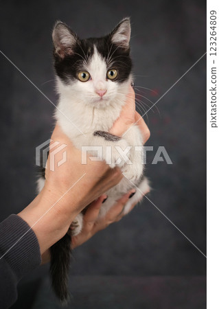 A woman's hands carefully hold a black and white kitten. The concept of trust, love and care A woman's hands carefully hold a black and white kitten. The concept of trust, love and care 123264809