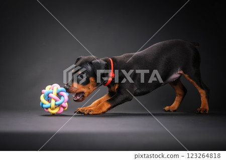 A black and tan miniature pinscher puppy plays with a multi-colored ball. A black and tan miniature pinscher puppy plays with a multi-colored ball. 123264818