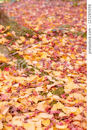 京都洛北、高野川（若狹川）、蓮華寺、寺院內的紅葉（銀杏和楓樹） 123265056
