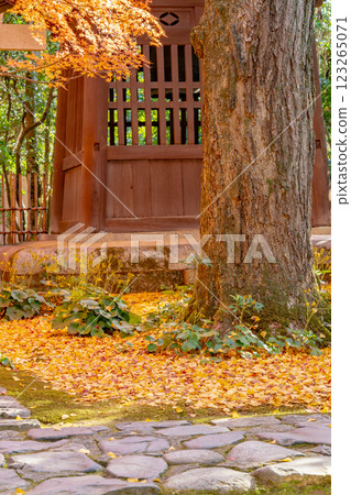 京都洛北、高野川（若狹寺）、蓮華寺、寺內紅葉（銀杏、楓樹） 123265071