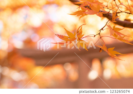 Kyoto Rakuhoku, Takano River (Wakasaji), Rengeji Temple, autumn leaves in the grounds (image of autumn) 123265074