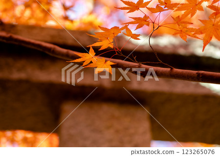 Kyoto Rakuhoku, Takano River (Wakasaji), Rengeji Temple, autumn leaves in the grounds (image of autumn) 123265076