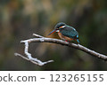 雌翠鳥 123265155
