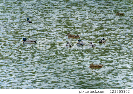 Mallards swimming on the water Mallards swimming on the water 123265562