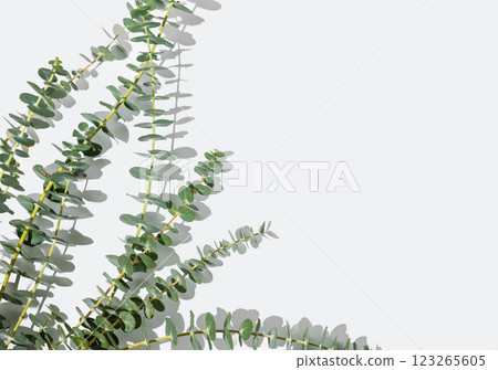 Eucalyptus branches on white background with sunlight and shadow. Eucalyptus branches on white background with sunlight and shadow. 123265605