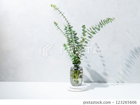 Glass vase with eucalyptus branches on light concrete background with sunlight. 123265606