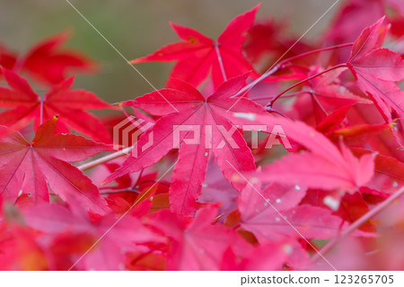 Autumn's Brilliance - Crimson Maple Leaves Autumn's Brilliance - Crimson Maple Leaves 123265705