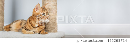 Bengal cat resting on scratching post. 123265714