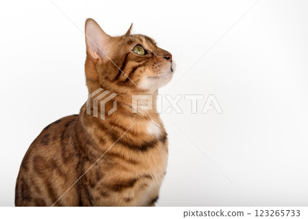 Studio portrait of young bengal cat looking away on white background. Studio portrait of young bengal cat looking away on white background. 123265733