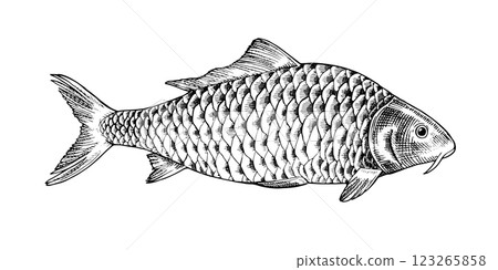 Hand drawn vector illustration of a common carp in side profile view. Vintage black and white engraving style. Isolated sketch ideal for packaging. With a silhouette on the background 123265858