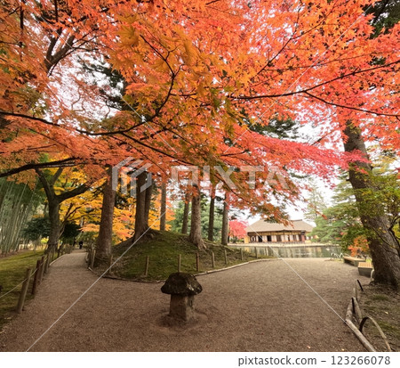 Autumn leaves at Yubikan 123266078