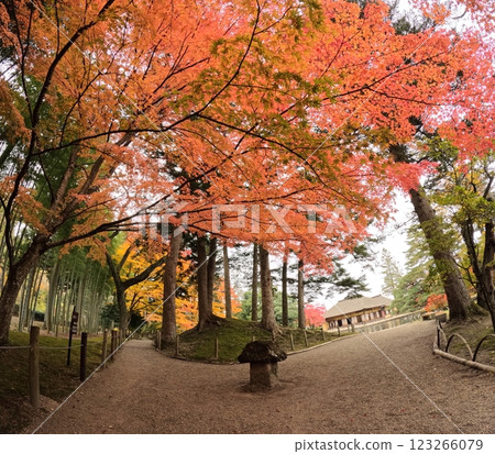 Autumn leaves at Yubikan 123266079