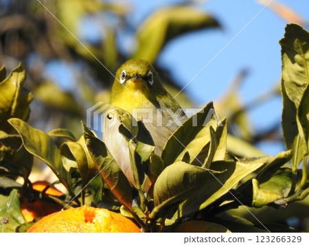 Front view of a Japanese white-eye eating a mandarin orange Front view of a Japanese white-eye eating a mandarin orange 123266329