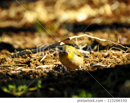 A Japanese white-eye searching for food on the ground A Japanese white-eye searching for food on the ground 123266330