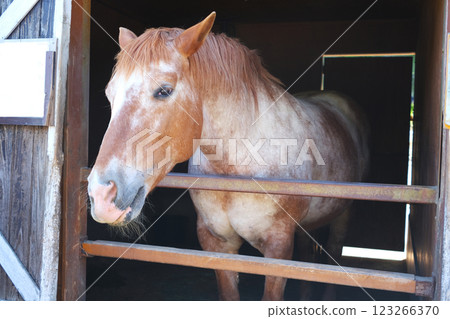 A brown horse peeking out of the stable 123266370