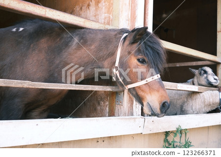 A brown horse peeking out of the stable 123266371
