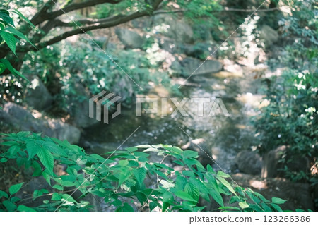 Small river in the forest Small river in the forest 123266386
