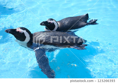 游泳企鵝 游泳企鵝 123266393