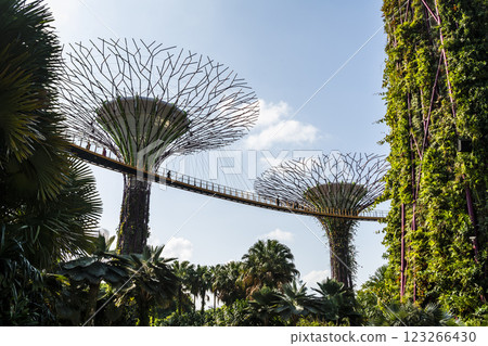 Low-angle view of the Supertree Grove at Gardens by the Bay in Singapore, there is an exhilarating light and musical show at night. 123266430