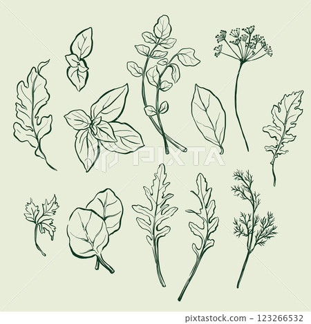 Vector vegetable doodle illustration of arugula, dill, basil, watercress, bay leaf and spinach. Hand-drawn harvest sketch. Tasty food for design, veggie market drawing print, fabric or background. 123266532