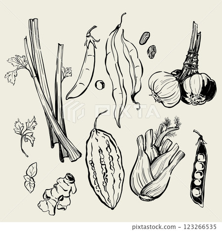 Vector vegetables doodle illustration of beans, peas, celery, garlic, ginger, basil and parsley. Hand-drawn harvest sketch. Food for design, veggie market drawing print, fabric or background. 123266535