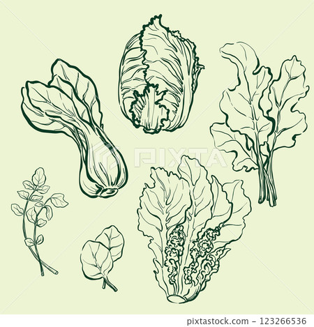 Vector vegetables doodle illustration of lettuce, spinach, watercress, chard, bok choy, iceberg lettuce. Hand-drawn harvest sketch. Food for design, veggie market drawing print, fabric or background. 123266536