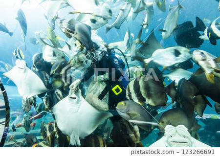 View of the fishes at the Underwater Tunnel at the National Museum of Marine Biology and Aquarium in Kenting National Park of Pingtung, Taiwan. 123266691