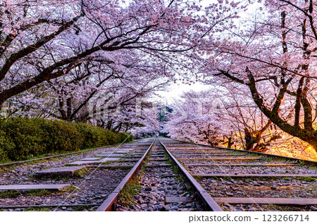 京都府蹴上斜坡鐵道的櫻花風景 123266714