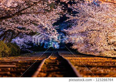 Cherry blossom scenery at Keage Incline, Kyoto Prefecture 123266764