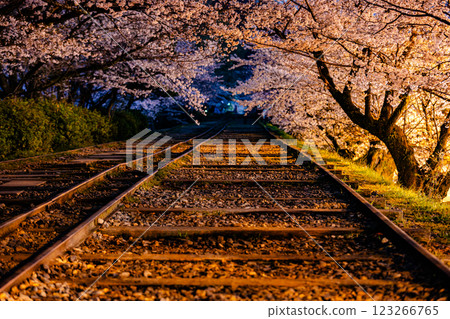 京都府蹴上斜坡鐵道的櫻花風景 123266765