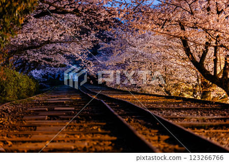 京都府蹴上斜坡鐵道的櫻花風景 123266766