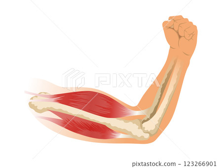 Arm muscle biceps with skeleton. Muscle tension of human hand on white background. Bones and joints in male silhouette. Medical vector illustration of hand for clinic or hospital 123266901