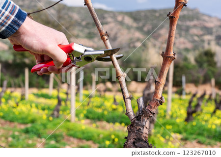 Farmer pruning the vine in winter. Agriculture. 123267010